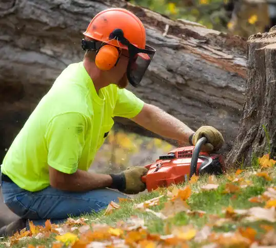 tree services Grand Meadow